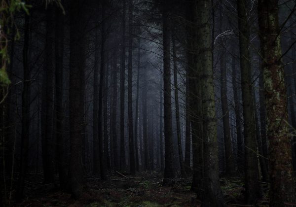 Image of dark forest