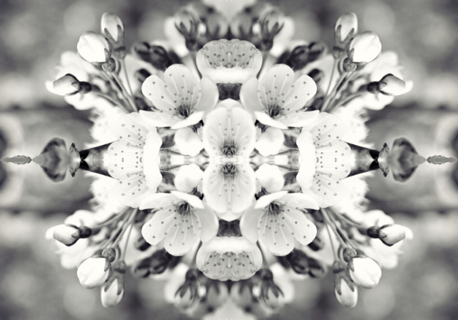 Mirrored black and white image of cherry blossom